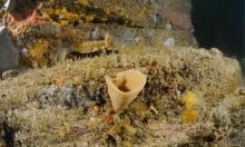 Habitat "Récif" (Y.GLADU)