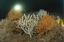 Habitat "Récif" (Y.GLADU)