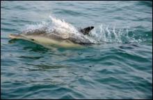 Grand dauphin (Y.GLADU)